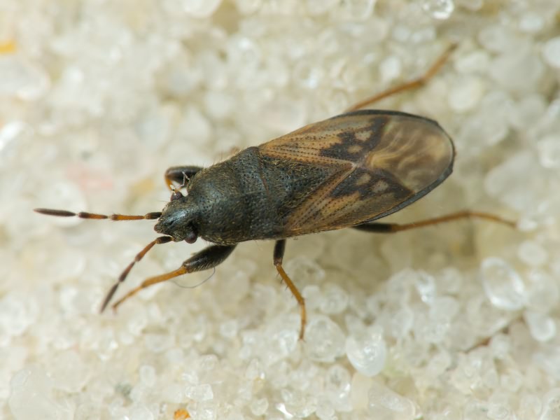 Megalonotus sabulicola (Thomson, 1870)